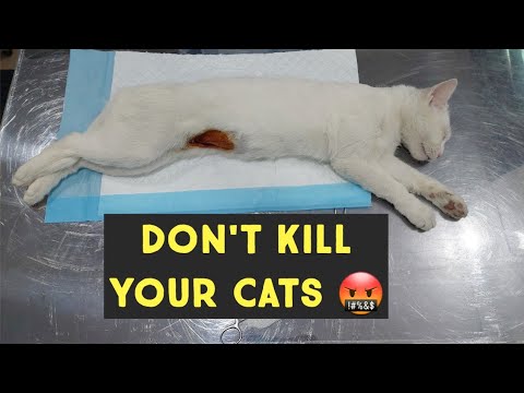 Don't do this with Your Cats | Cat in heat problems | Cat spaying