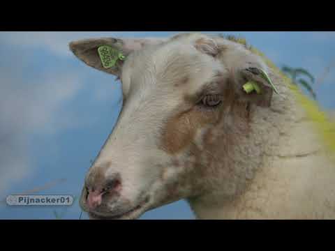 , title : 'Schoonebeek Heath Sheep - Drents Heideschaap'