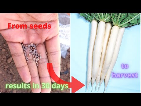 How to grow white radish (Daikon) from seeds at home. Growing daikon in a plastic bucket.