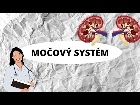 MOČOVÝ SYSTÉM - Vše co potřebujete vědět