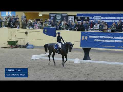 El Barone 111 9412 - Flyinges hingstvisning 2022
