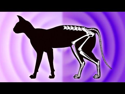 Paradoks kota Schrödingera