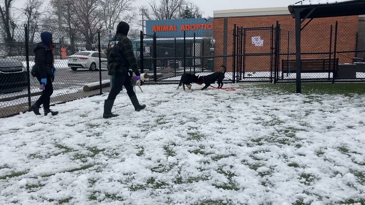 Enlarge Rosie, a Adoptable Mixed Breed in Philadelphia, PA video 6/6