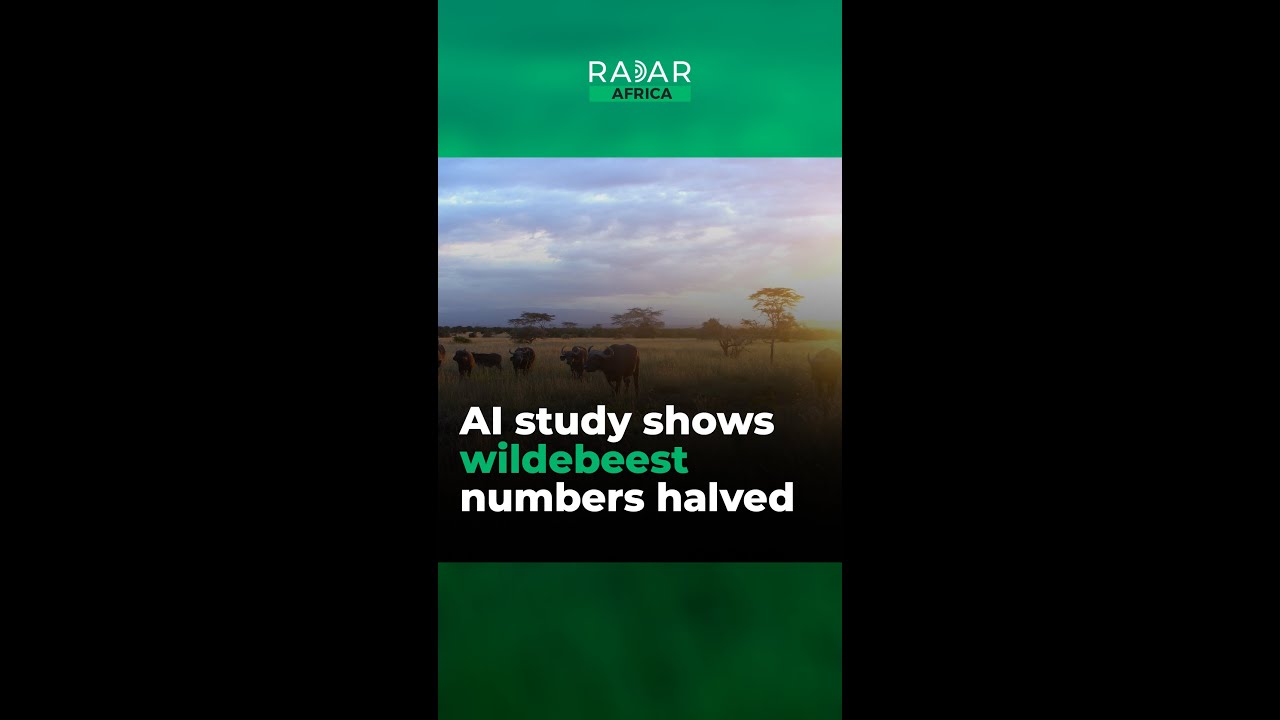 AI study shows wildebeest numbers halved