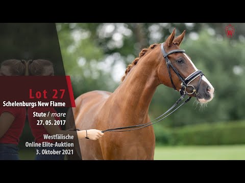 Online Elite-Auktion Lot 27 Schelenburgs New Flame Stute v. FS Numero Uno NRW - FS Champion de Luxe