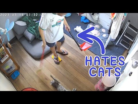 Dad who hates cats, caught on CCTV playing with Anya.