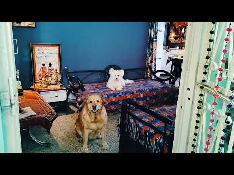 Tara Sitara ki Good Morning 🌞🌄 #dogs #doglover #pets