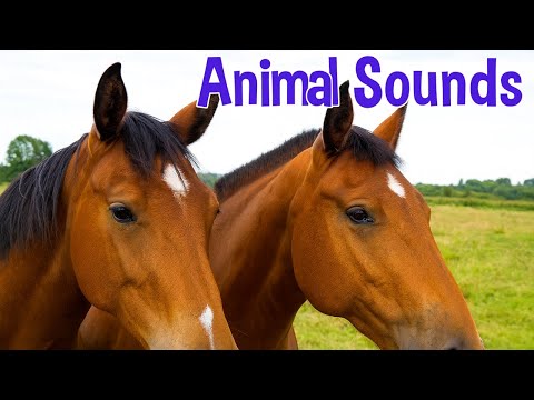 Animal Sounds and Names for Kids (36 Amazing Farm and Wild Animals)