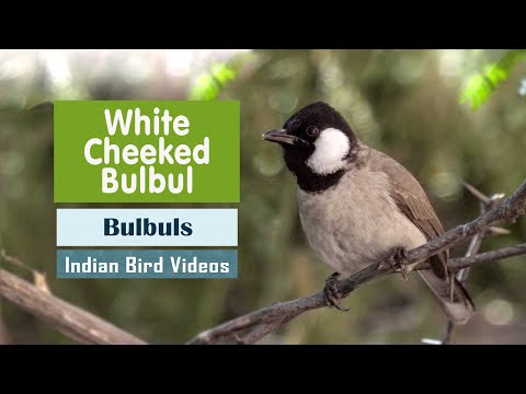 Bulbul bielouchý (Pycnonotus leucotis) — starostlivosť, voliéra a kŕmenie