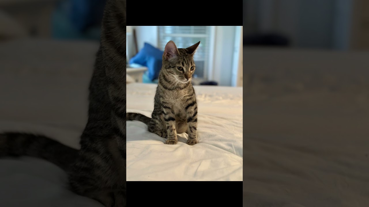 Enlarge EMMITT, a Adopted Domestic Short Hair in Wilmington, NC video 2/6