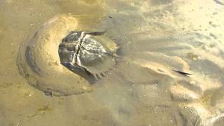 preview picture of video 'HORSESHOE CRAB (TACHYPLEUS GIGAS) EGG LAYING AT CHANDIPUR SHORE'