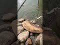 Video Thumbnail for Hungry little Walleye right at the shore! #fishing #walleye
