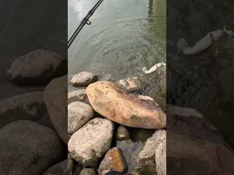 Hungry little Walleye right at the shore! #fishing #walleye