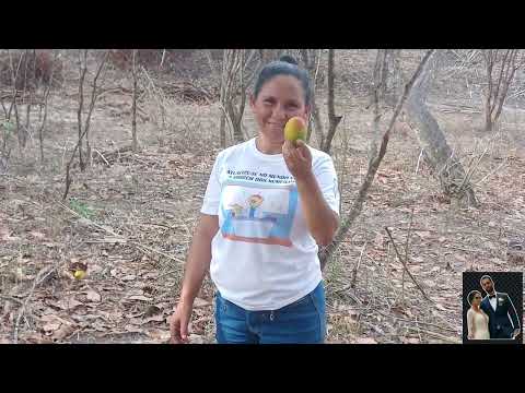 A reinada em Jurema Pernambuco 🥭