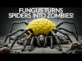Newly identified fungus hijacks spiders, turning them into "zombies."