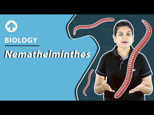 Video Pronunciation of Aschelminthes in English