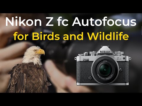 Nikon Zfc - Autofocus Guide for Bird Photography