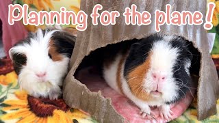 Moving Countries With My Guinea Pigs! All you need to know!