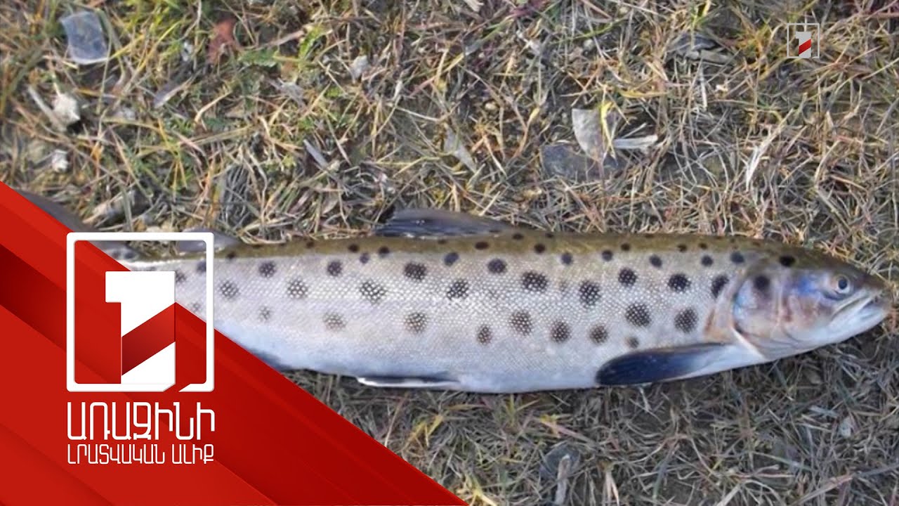 Սևանա լճի էնդեմիկ որոշ ձկնատեսակներ հայտնվել են Կարմիր գրքում