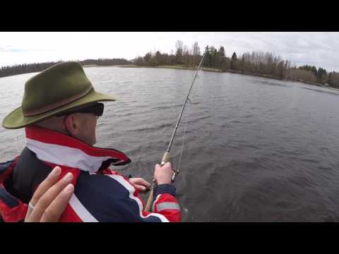 25 kg HAUKEA nousi veneeseen 10 minuutissa - Hauen kalastus - Hauki - Luccio - Pike fishing