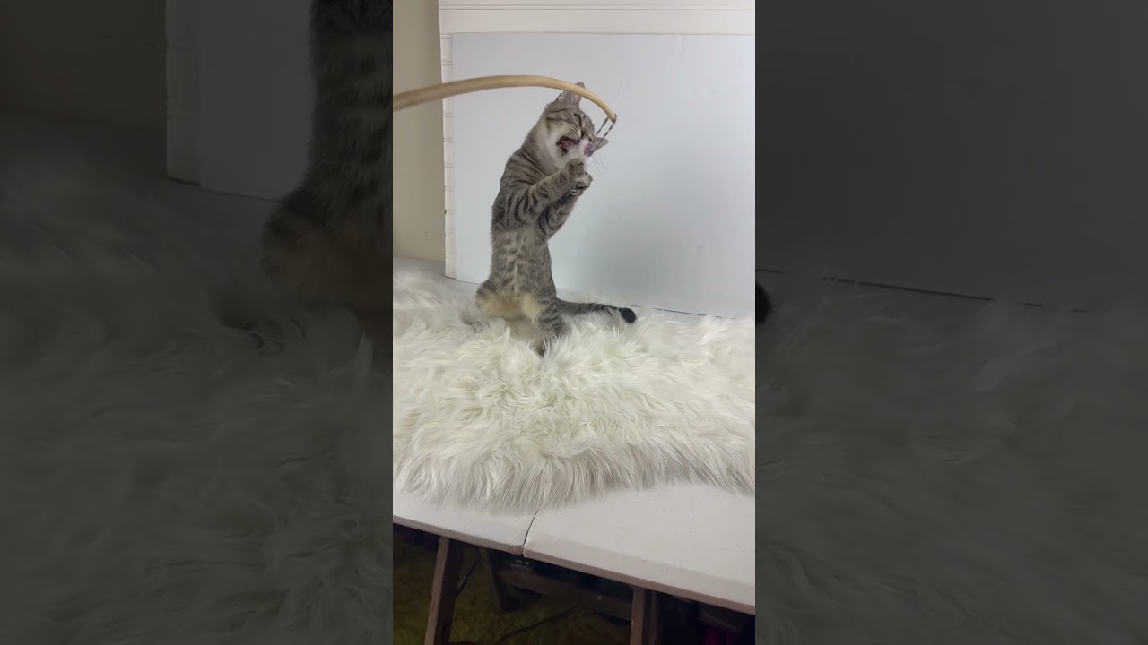 Enlarge Baker, a Adoptable mixed breed in Cookeville, TN video 4/4