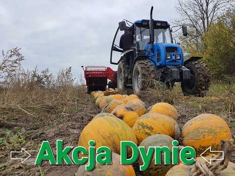 Zbiór Pestek z dyń (Zgarnianie, Wybieranie, Suszenie)