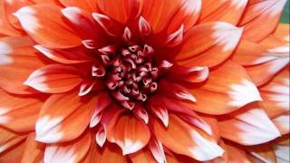 Gandalf - A Seed Dreaming Inside