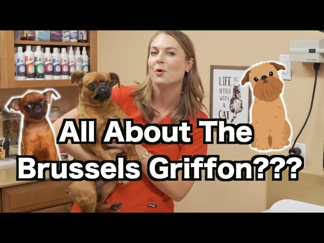 YouTube video preview