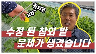참외 꽃(수정)이 열린 참외 줄기가 노랗게 변한다구요? 문제 해결해드립니다.