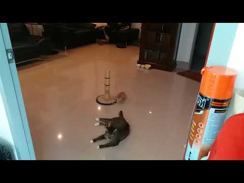 Knut realize he is a father ...