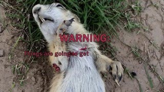 The BEST Prairie Dog Hunting Video