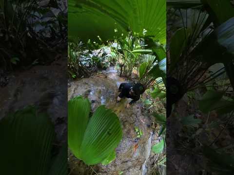 Recorriendo la aguas azufradas en Florián Santander