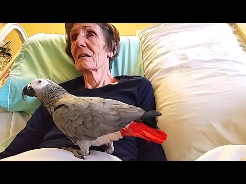YouTube video about: Why did the bird go to the hospital?