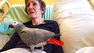 Dying Woman Says Goodbye to Her Parrot The Birds A