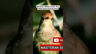 Download lagu Masteran sikatan londo, Guru vokal semua burung kicau. mp3
