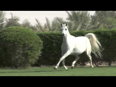 NK JURIE,THE FIRST MARE I BOUGH FROM NAGELS [HQ]