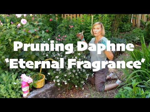 Pruning Daphne 'Eternal Fragrance'