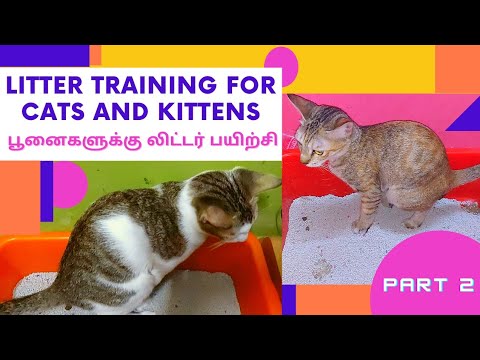 Litter training for cats and kittens || பூனைகளுக்கு லிட்டர் பயிற்சி