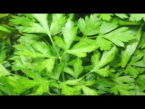 Para Que Sirve El Te De Perejil En Ayunas ❂ Te De Perejil Con Limon