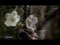 ♡ SECRET GARDEN - Ode To Simplicity