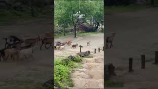 Download lagu 🌿 Into the Wild: Peneda-Gerês Adventure mp3 Download lagu 🌿 Into the Wild: Peneda-Gerês Adventure mp3