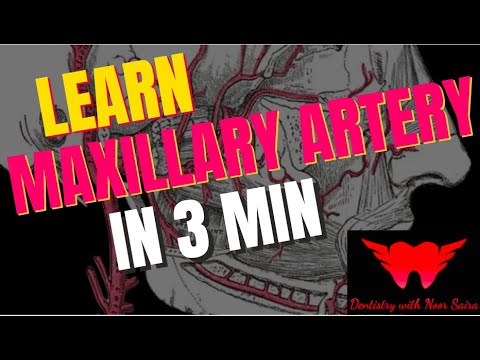 MAXILLARY ARTERY ANATOMY AND ITS BRANCHES IN 3MIN|Easiest Mnemonic to remember| MUST WATCH!!!