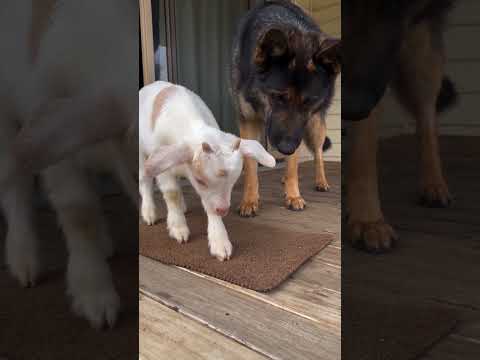 😱 Aakhir Bakre Aur Kutte Ke Beech Kya Hua? 🐐🐕 | End Tak Dekhna!