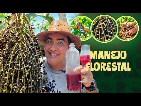 MANEJO AGROFLORESTAL NA PRÁTICA: PODAS, COLHEITAS E COBERTURA DO SOLO!