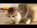 Orange Cat Behavior Is Everywhere Funny Cat Videos 2026