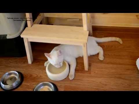 кот пьет лежа. кот лежа пьет воду. кошка пьет лежа. бенгал в год.