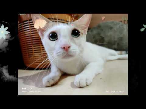 My Lovely Cats | Manasi Dikshit