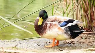 Download lagu Anak Serati  Makan Periaq - Cipt. Usni Mariosha mp3