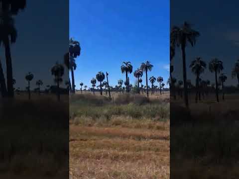 #aguasdulces #palmares #rocha #familia #phonk #anime #song #naturaleza