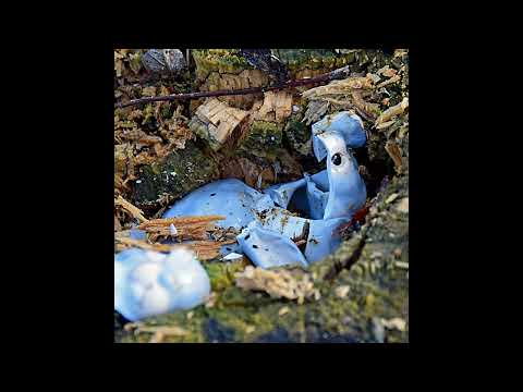 Sone Institute – Dark Forest-Silver Sea